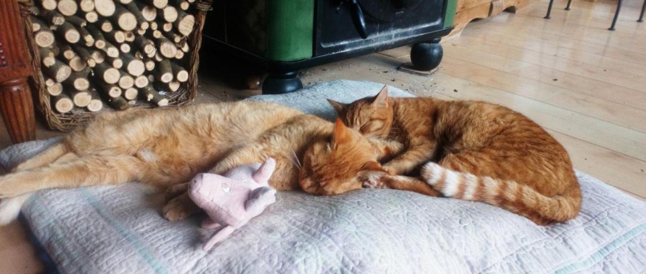 Au Chat Ronfleur Bagnères-de-Bigorre Kültér fotó
