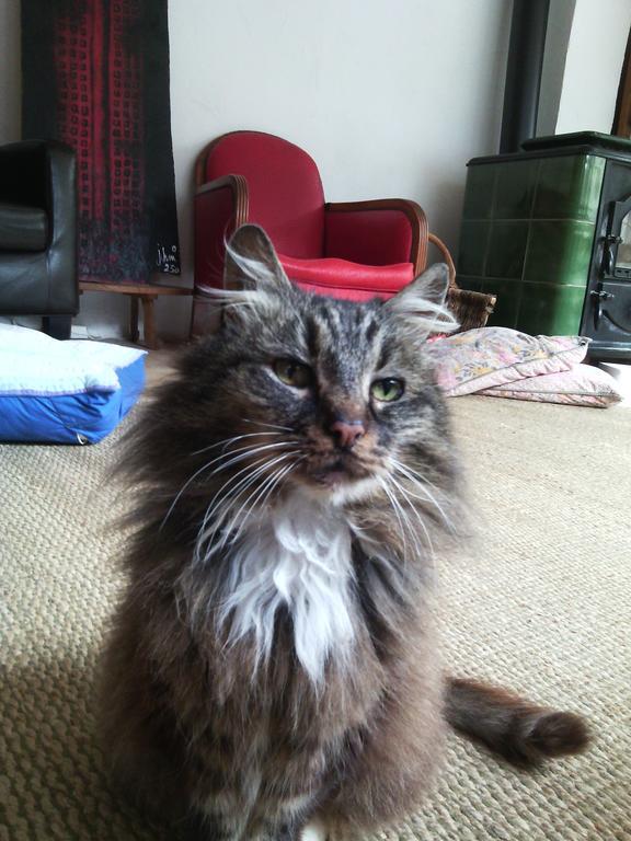 Au Chat Ronfleur Bagnères-de-Bigorre Kültér fotó